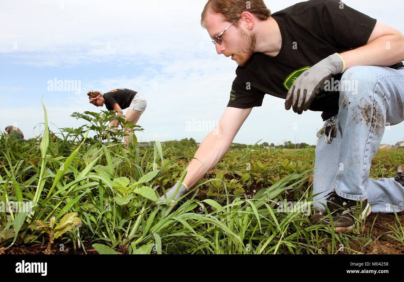 Davenport, Iowa, USA. 21. Juni 2014. Jeramie Vens, rechts eine Praktikantin mit dem John Deere Company, war einer von etwa 40 Freiwilligen, die sich bei den lebenden Land und WaterÃ¢â'¬â"¢s Tree Farm auf Eastern Avenue in Davenport, Iowa für einen Morgen Unkraut ziehen und Samen pflanzen Samstag, 21. Juni, 2014 zeigte. Juni 10, 2017, veröffentlicht. Als Praktikantin mit Deere & Co. in 2014, jeramie Vens freiwillig die Lebenden Land & Wasser Baumschule auf Eastern Avenue in Davenport. 19. März 2016 veröffentlicht. Jeramie Vens, Praktikantin mit Deere & Co., Freiwillige bei den Lebenden Land & Wasser Baumschule an der Östlichen Stockfoto