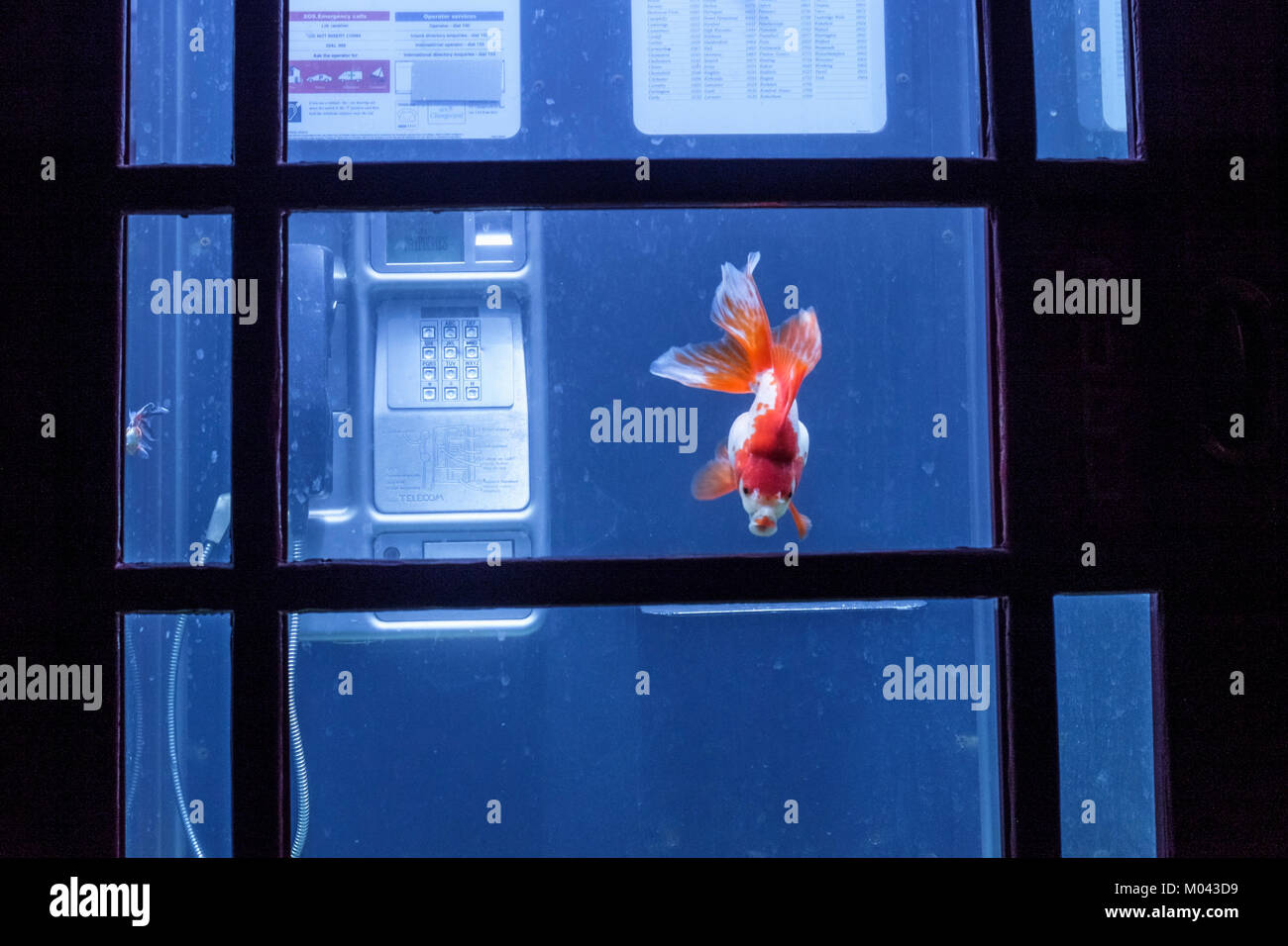 London, Großbritannien. 18. Januar 2018. Das Lumiere London Light Festival kehrt zum zweiten Mal zurück. Mehr als fünfzig Kunstwerke verwandeln die Straßen der Hauptstadt in eine schillernde, nächtliche, kostenlose Kunstausstellung. Über eine Million Besucher besuchten die vier Festivaltage im Jahr 2016. Lumiere London läuft bis zum 21. Januar 2018. Im Bild: Benedetto Bufalino und Benoit Deseille verwandeln eine rote Telefondose in ein Aquarium voller exotischer Fische. Das französische Duo kreiert Aquarium und lädt uns ein, vom Reisen zu träumen und unserem Alltag zu entfliehen. Kredit: Mark phillips/Alamy Live Nachrichten Stockfoto