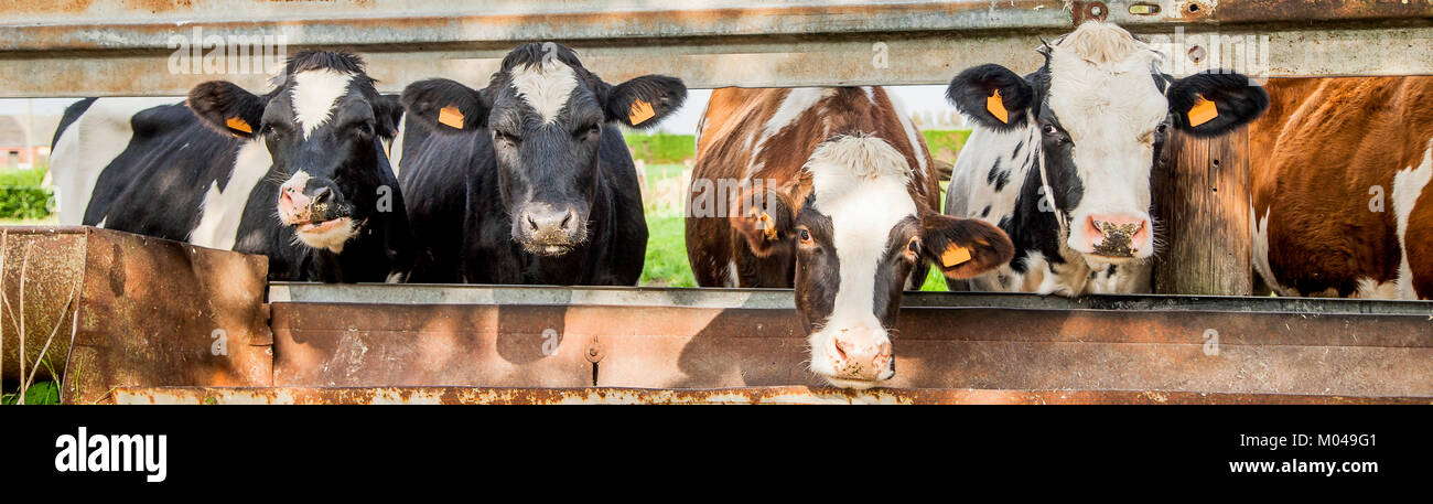 Eine Reihe von Kühen für Fütterung warten Stockfoto