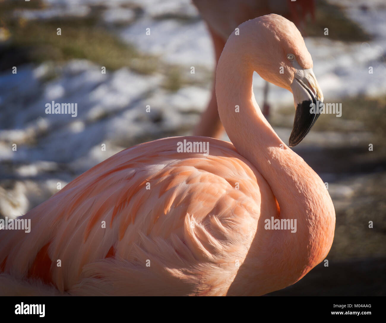 Chilenische Flamingos Zoo von Calgary Stockfoto