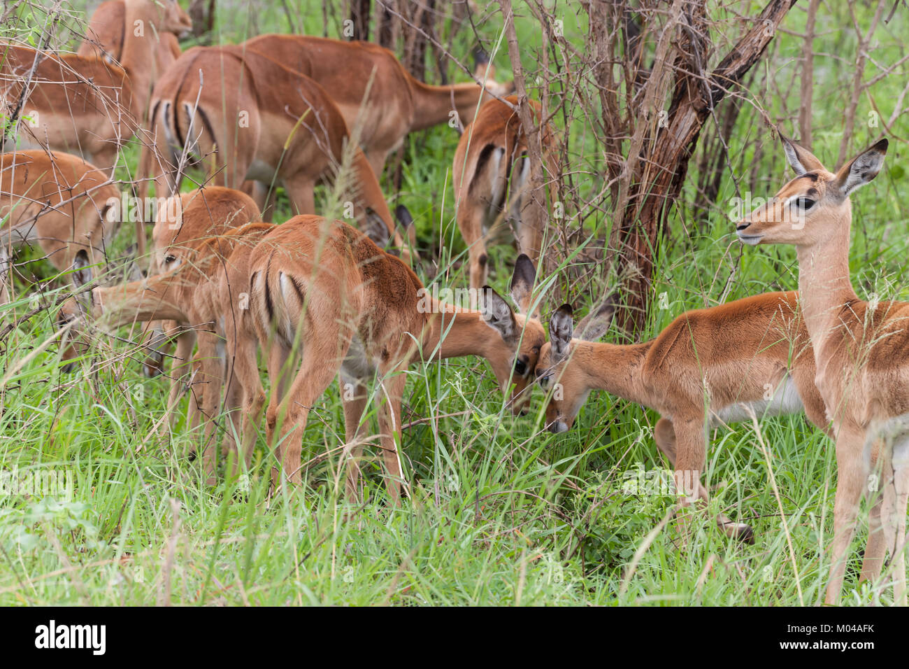 Kruger National Park, Mpumalanga, Südafrika Stockfoto