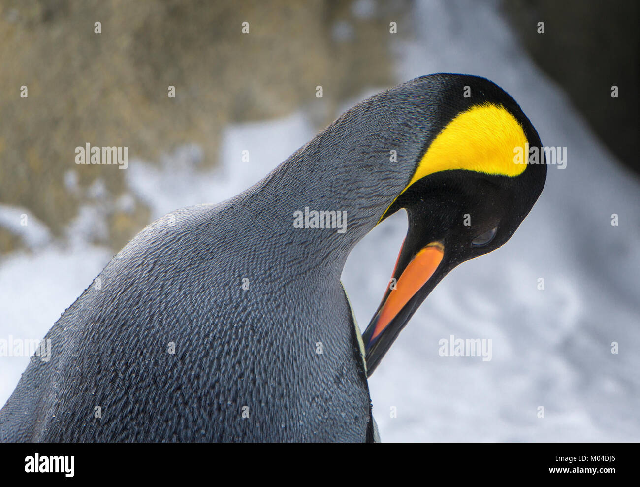 Königspinguine Calgary Zoo AB Stockfoto