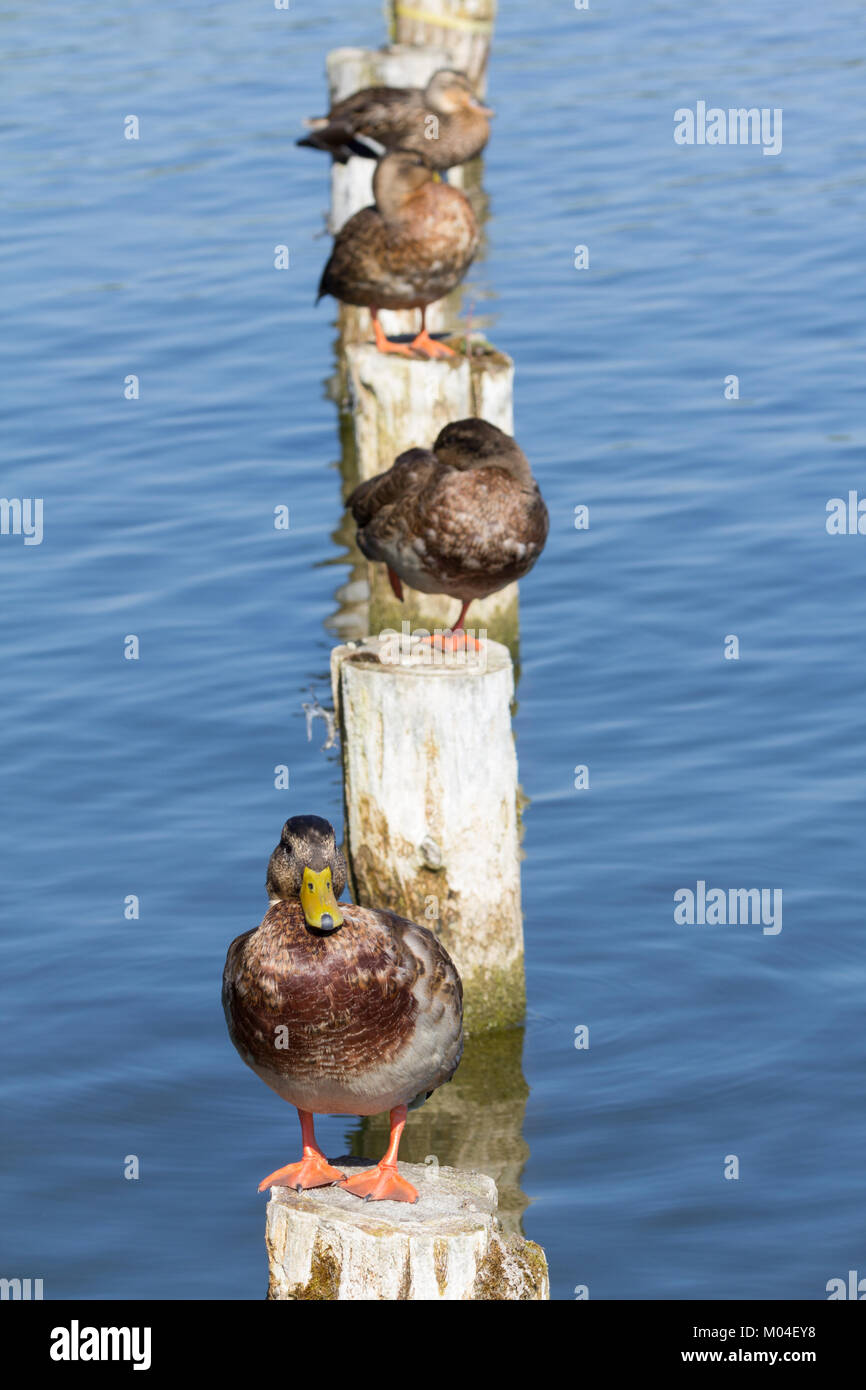 Vier Enten sitzen in unterschiedlichen Höhen auf einem verwitterten Holzpfosten über dem Seewasser in Masuren, Polen. Stockfoto