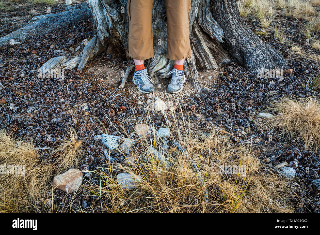 Womans Füße und Beine gegen einen Baum, wo der einzige Platz ist, wo sie nicht auf der schönen Bodendecker von Gras Schritt und Tannenzapfen. Tuo Stockfoto