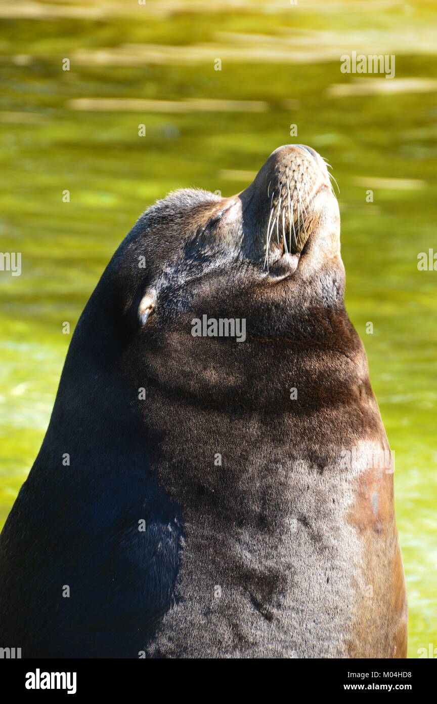 Kalifornische Seelöwe Stockfoto