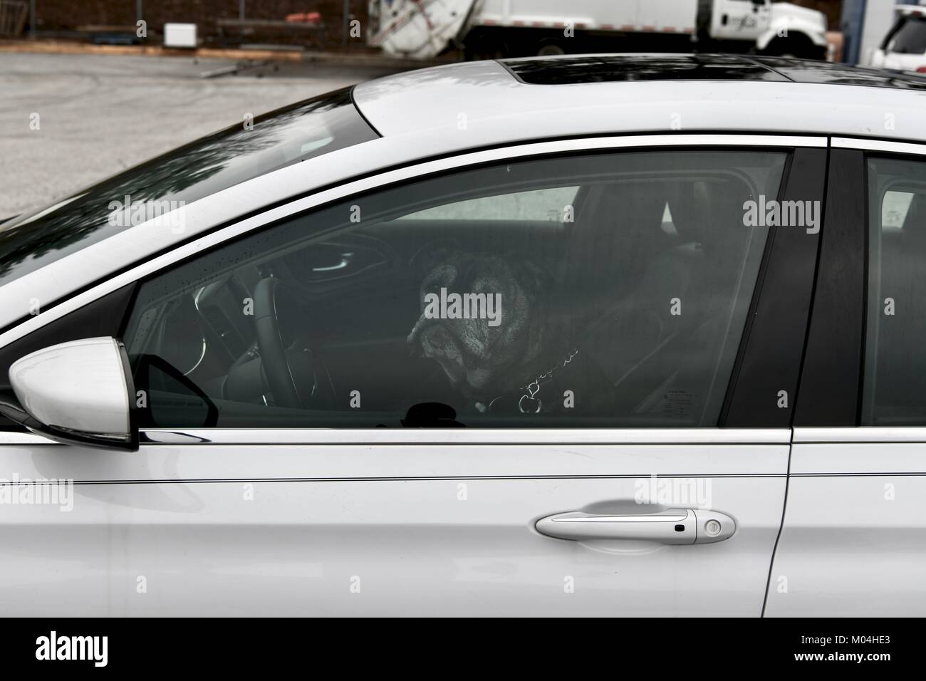 Großer Hund im Auto sitzend in den Treibern Sitz blockiert Stockfoto