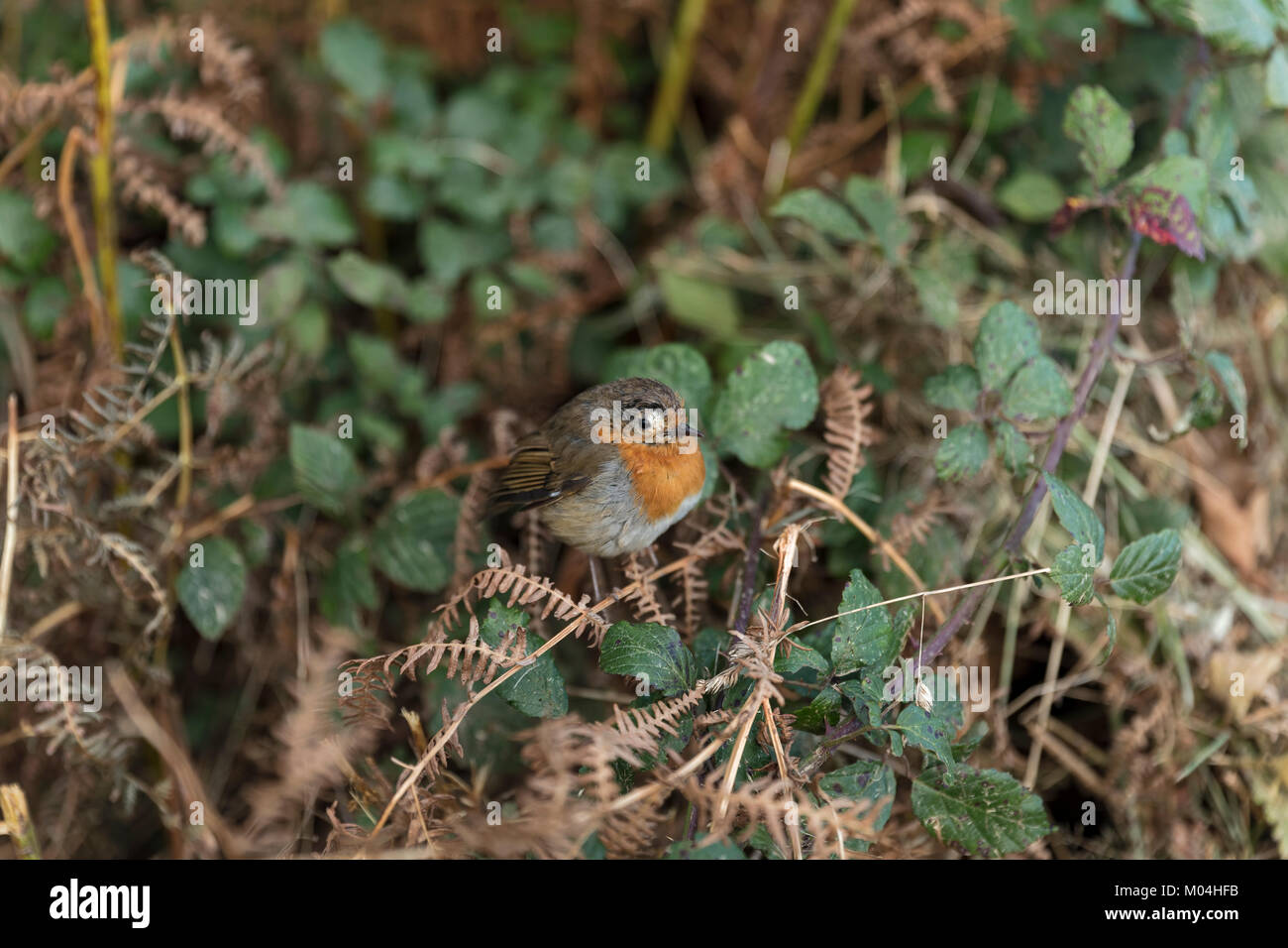 Red Robin in Hecke Stockfoto