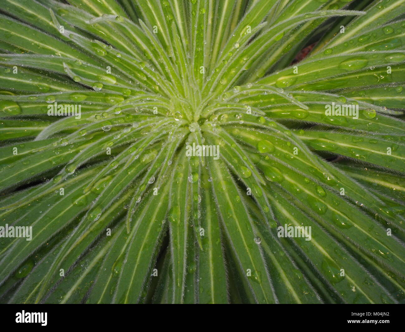 grüne Pflanze Stockfoto