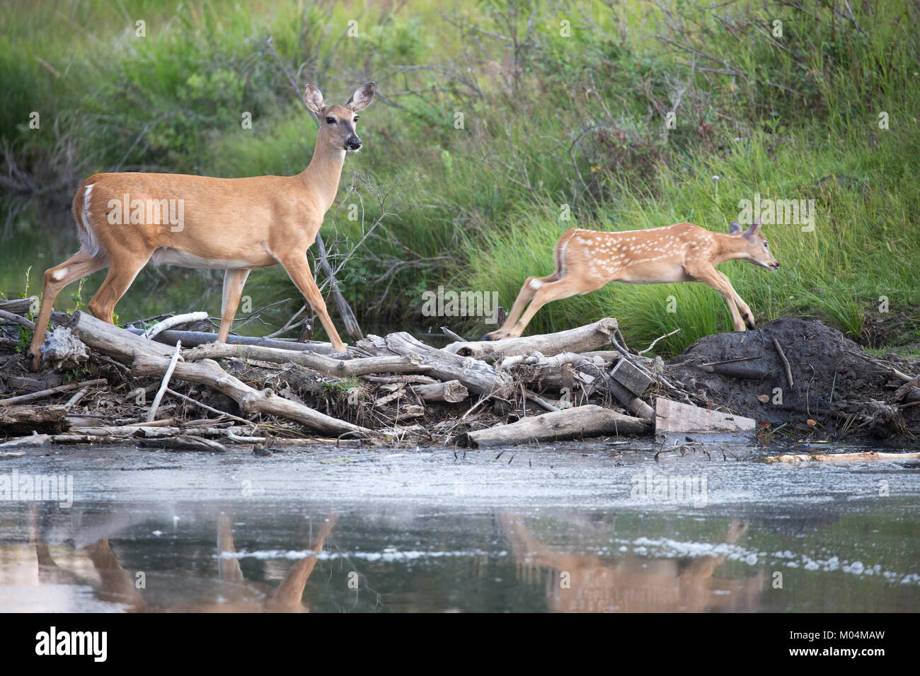 Weißschwanzhirsche Rehe und Rehkitz (Odocoileus virginianus) überqueren einen Bach, indem sie auf dem Biberdamm in der Natur spazieren Stockfoto