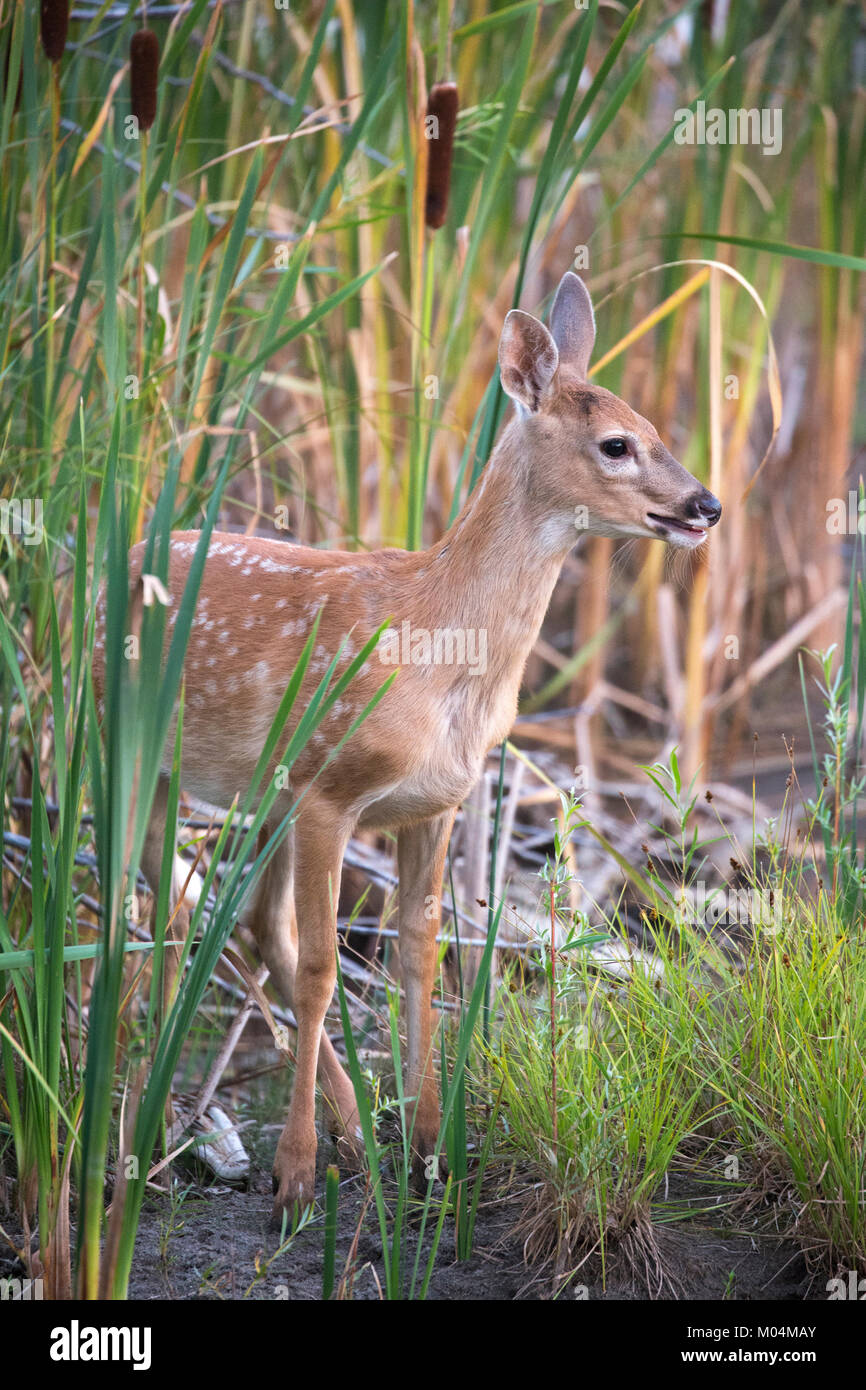Baby white tail deer -Fotos und -Bildmaterial in hoher Auflösung – Alamy
