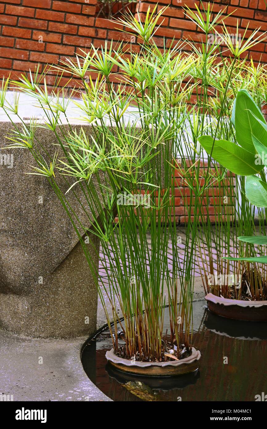 Papyrus stalk Fotos und Bildmaterial in hoher Auflösung Alamy