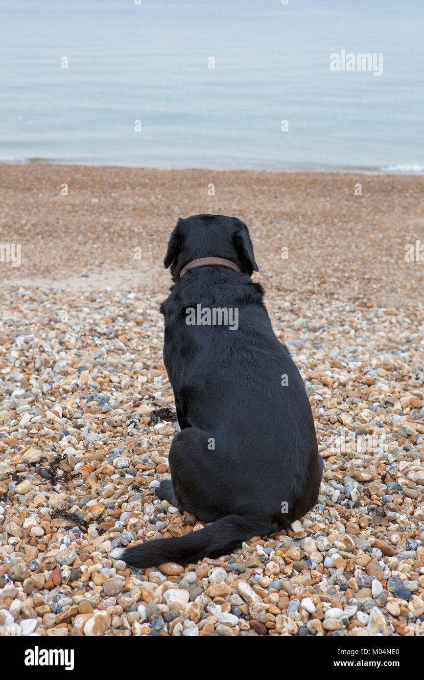 Schwarzer Labrador Hund sitzt auf einem Kieselstrand mit Meerblick Stockfoto