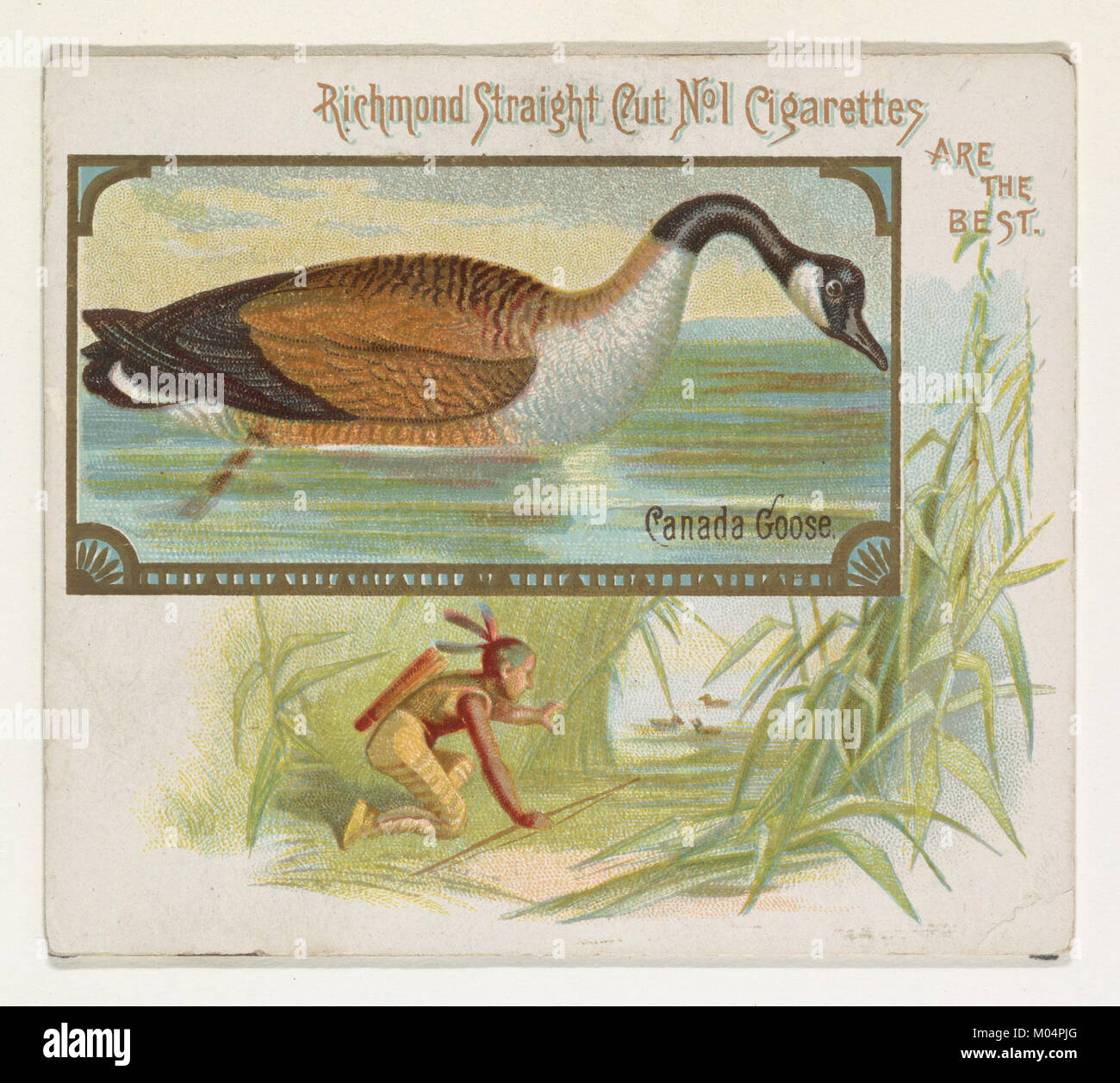 Die Canada Goose, die in der Game Birds Serie (N40) von Allen & Ginter Cigarettes zu sehen ist, ist Teil eines Sammlersets. Das Bild zeigt die berühmte Wasservögelart, die für ihre Besonderheiten und ihr Zugverhalten bekannt ist. Stockfoto