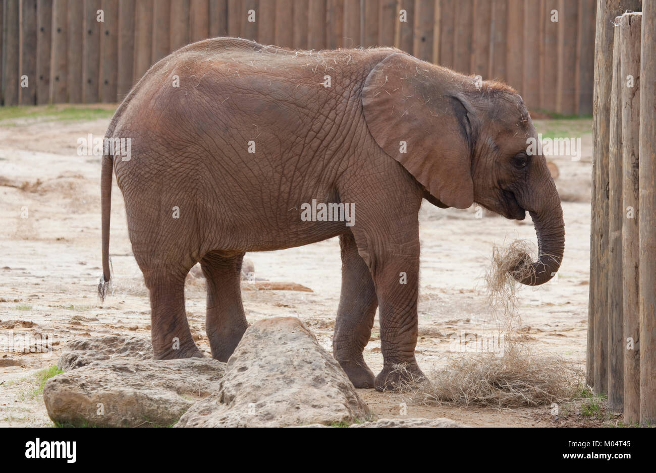 Elefant Stockfoto