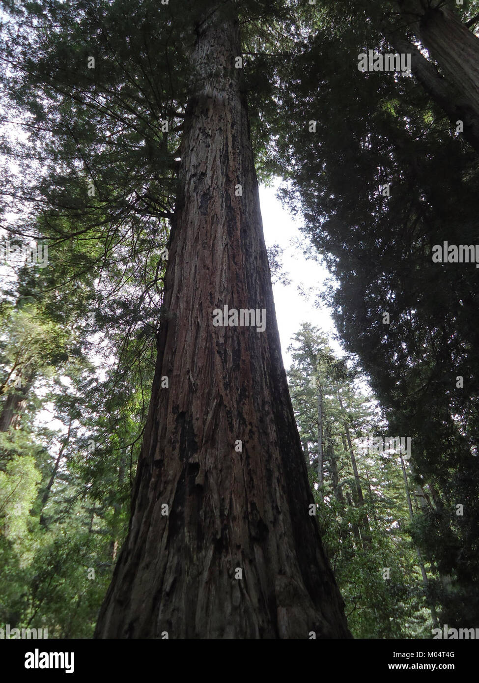 Die hoch aufragenden kalifornischen Mammutbäume gehören zu den höchsten lebenden Organismen der Erde. Der Blick direkt auf diese alten Bäume zeigt ihre enorme Höhe und die Pracht ihrer Umgebung in den Mammutbaumwäldern Kaliforniens. Stockfoto