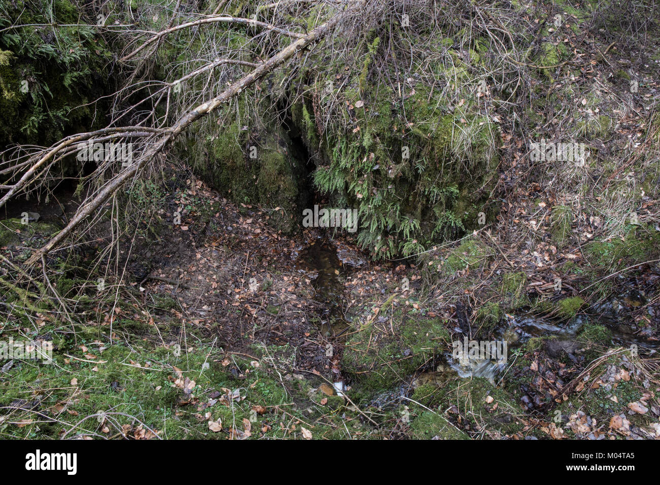 Die Buchenstumpf-Ponorbachdoline ist ein geologisches Merkmal im Ponorbachtal, das sich durch einzigartige Erosionsmuster und Felsformationen auszeichnet. Sie bietet Einblicke in die natürlichen Prozesse und die geologische Geschichte der Region. Stockfoto