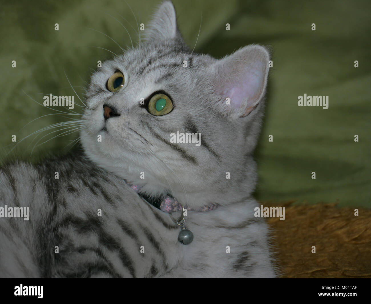 Britisch Kurzhaar Schwarz Silber Tabby Getigert 2 Original