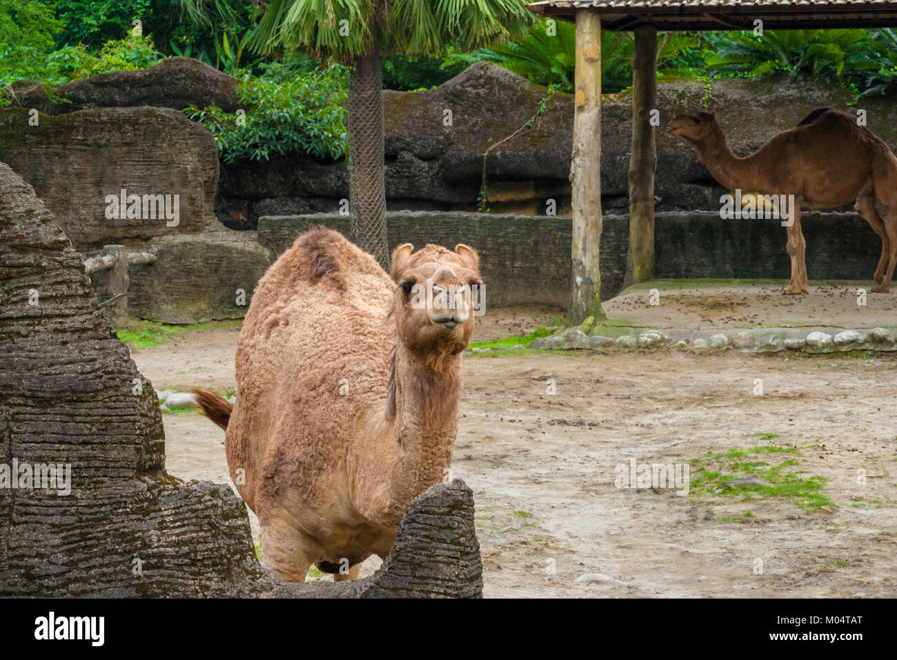 Eine freundliche Dromedar, auch genannt Arabian Camel (Camelus dromedarius), ist genau in die Kamera. Stockfoto