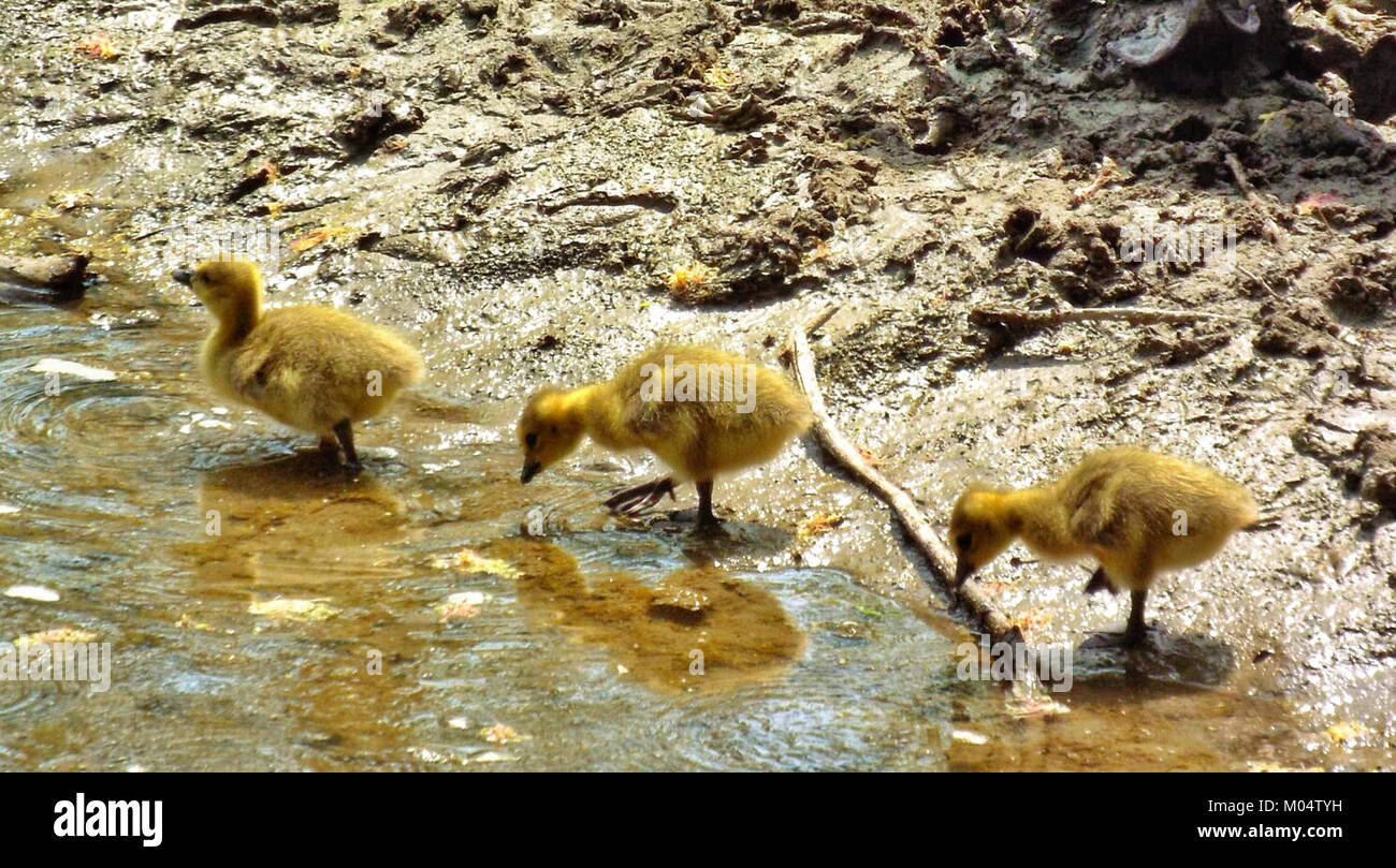 Dieses Foto von Kanadiengänsen Goslings fängt junge Gänse in ihrem natürlichen Lebensraum ein und unterstreicht die pflegende Beziehung zwischen Eltern und Nachkommen in freier Wildbahn. Stockfoto
