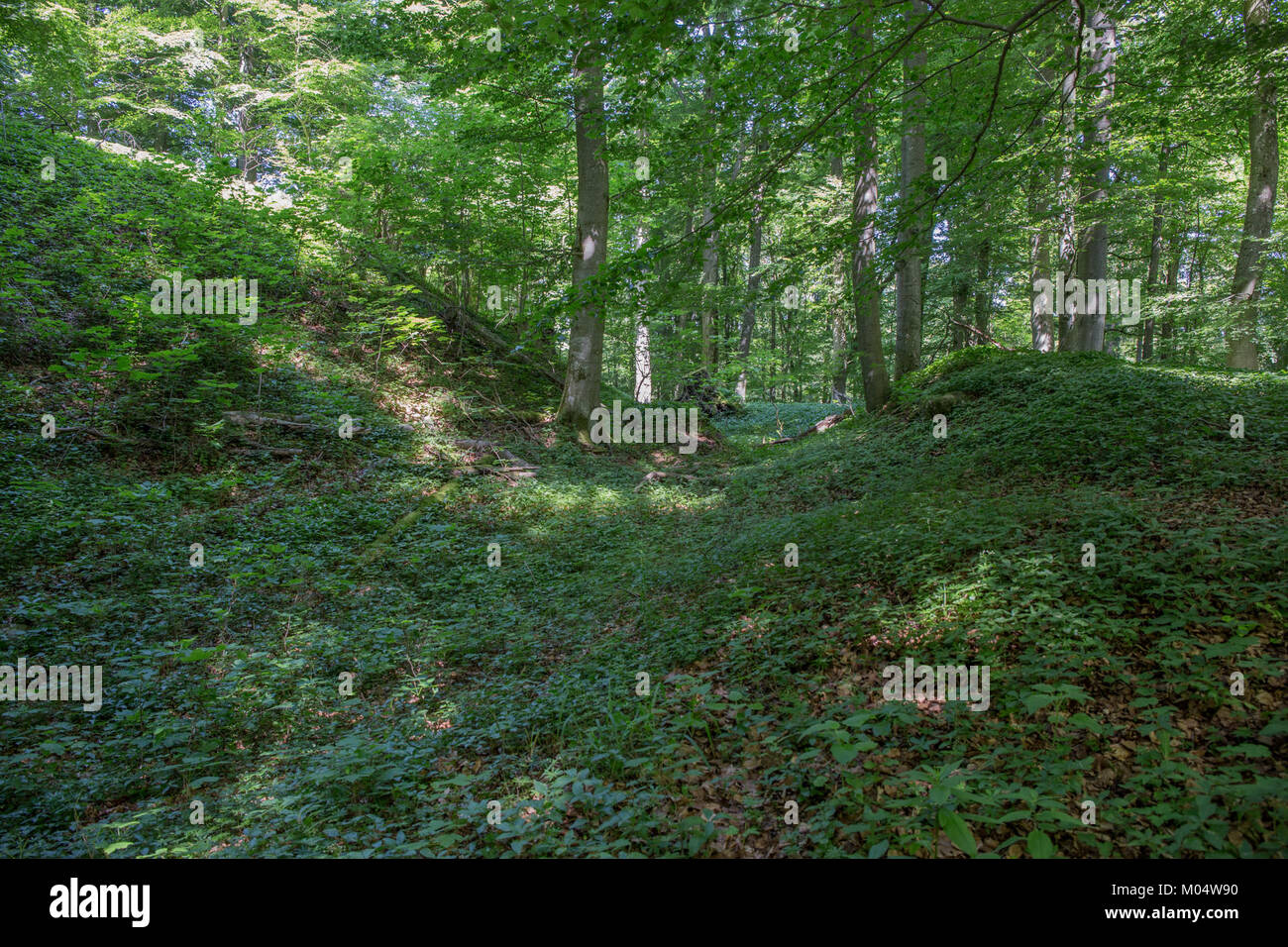Der Burgstall Plankenstein ist eine mittelalterliche Burgruine in Österreich, die für ihre historische Bedeutung und ihre Rolle in der mittelalterlichen Architektur der Region bekannt ist. Stockfoto
