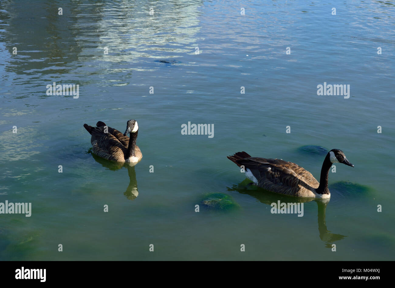Die Canada Goose ist ein großer Zugvogel aus Nordamerika, bekannt für seinen unverwechselbaren schwarzen Kopf und seine weiße Kinntrappe. Sie kommt häufig in Feuchtgebieten, Seen und Grasgebieten vor und wandert saisonal. Stockfoto