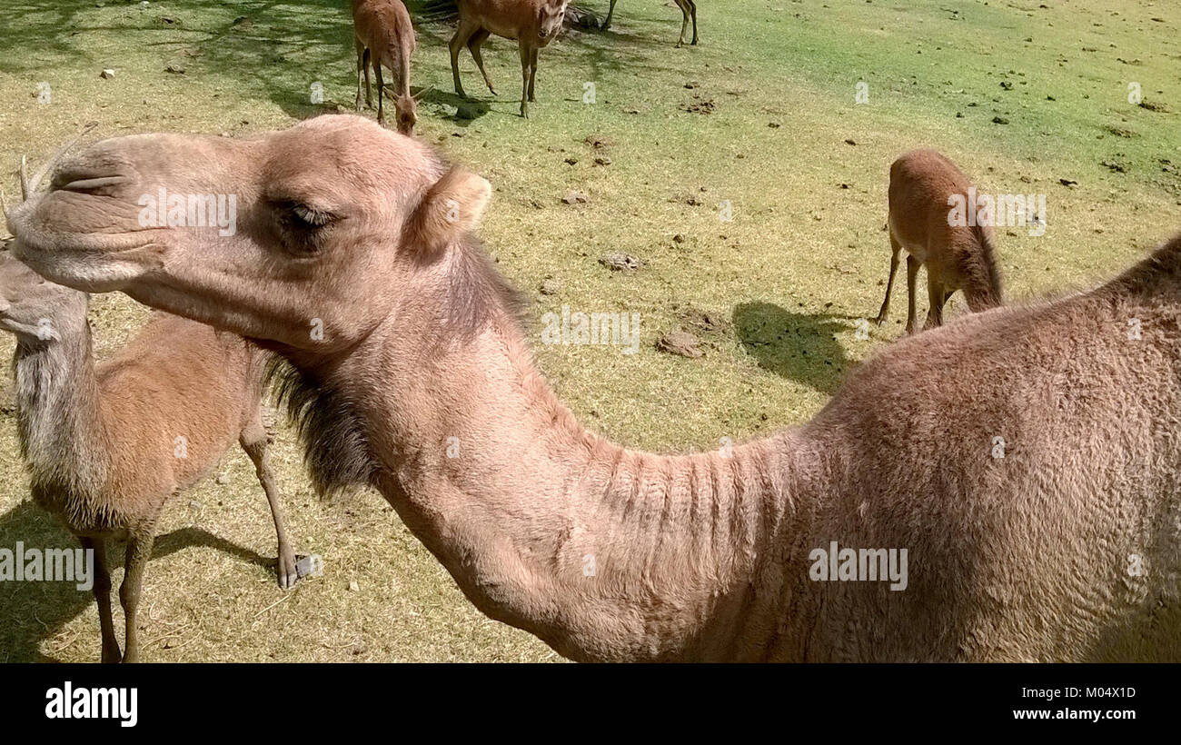 Camelus dromedarius, auch bekannt als Dromedarkamel, ist eine Kamelart, die in Wüstenregionen vorkommt. Bekannt für seinen einzelnen Buckel, ist er ein wichtiges Tier für Wüstengemeinden und bietet Transport und Milch in trockenem Klima. Stockfoto