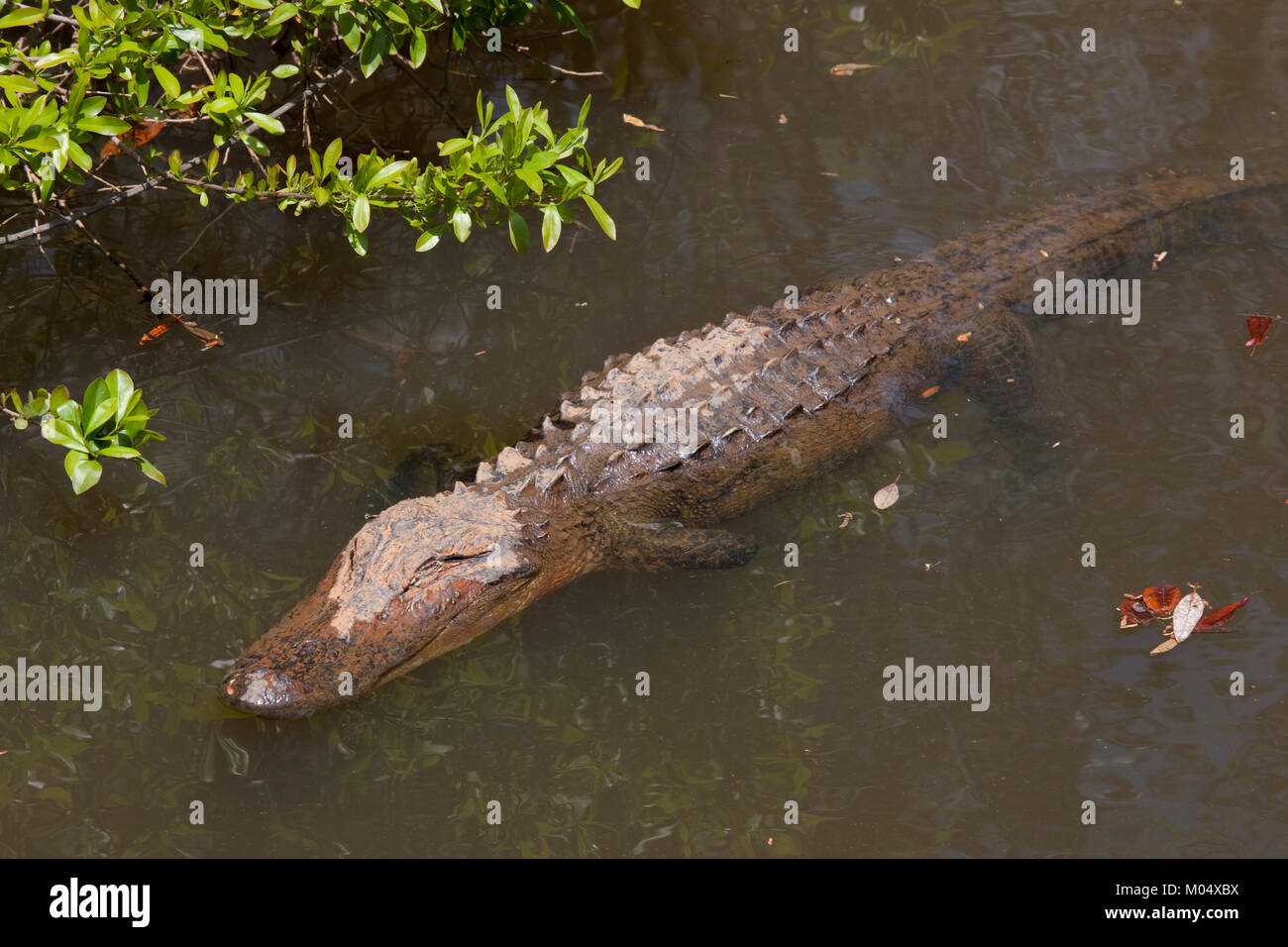 Gator Gasse im D'Olive Boardwalk Park in Daphne, Alabama Stockfoto