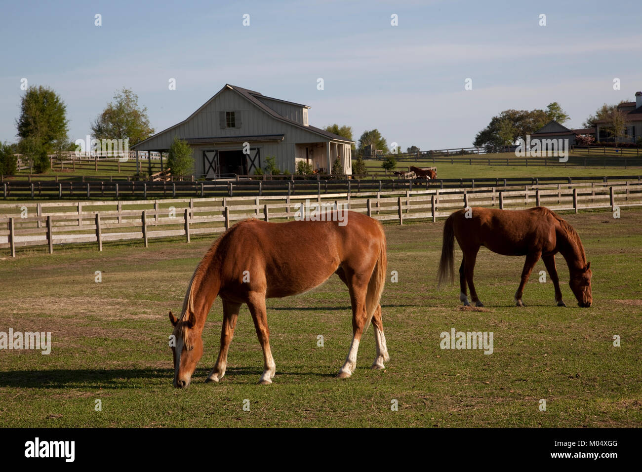 Pferde grasen auf Ackerland in ländlichen Alabama Stockfoto