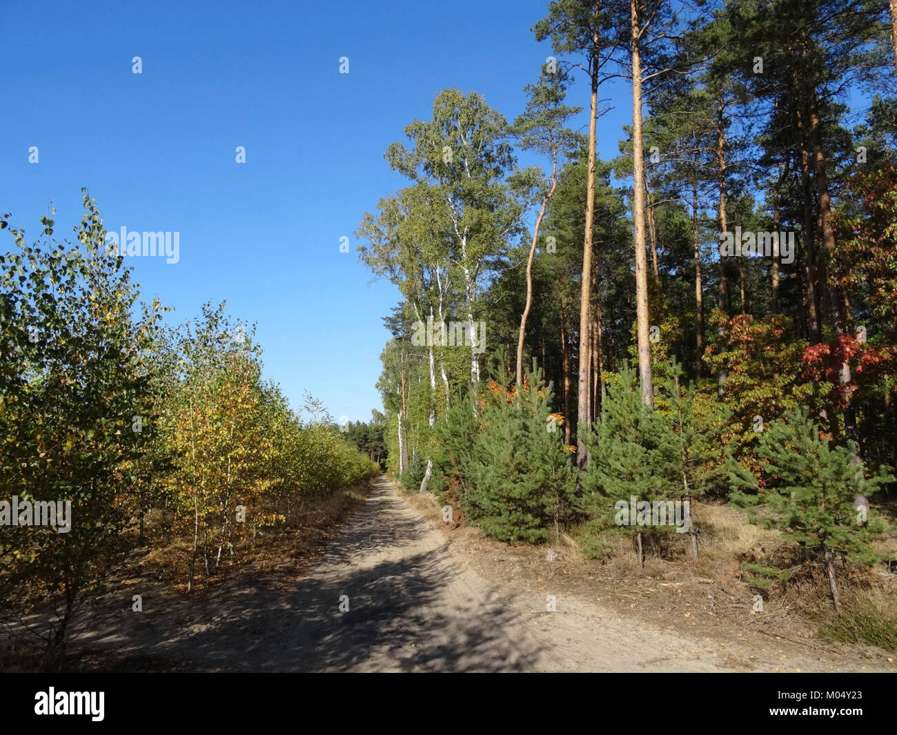 Der Wald von Bydgoszcz Trzciniec in Polen ist ein ökologisch bedeutendes Gebiet. Das Foto fängt seine natürliche Schönheit ein, mit einem Schwerpunkt auf seiner Flora und Fauna, wie im Oktober 2015 dokumentiert. Stockfoto