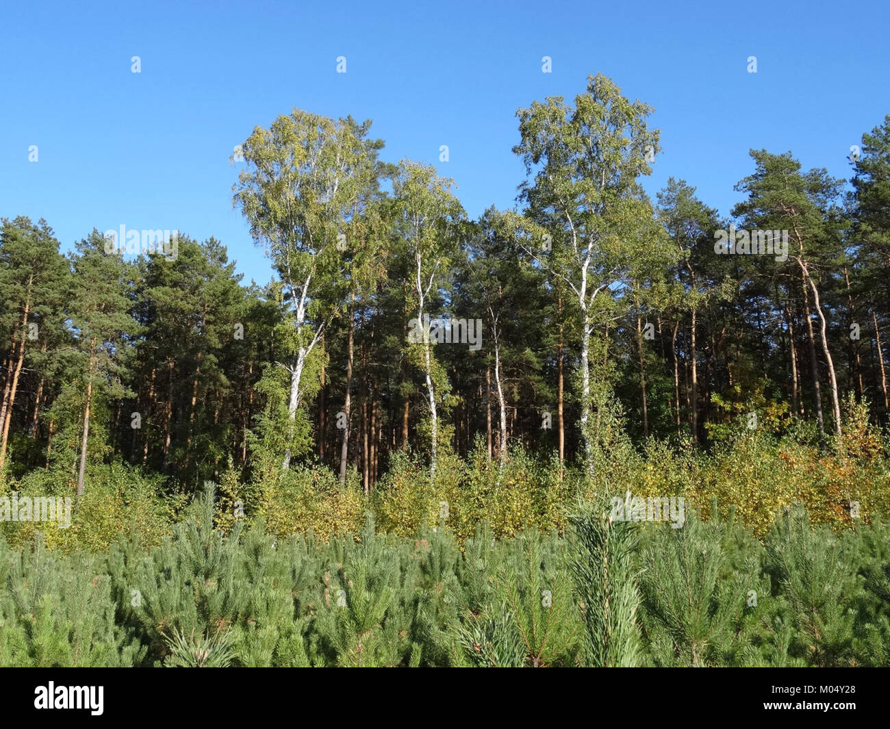 Der Wald von Bydgoszcz in Polen in der Nähe von Trzciniec wurde in diesem Bild am 14. Oktober 2015 aufgenommen. Der Wald ist ein wichtiges Naturgebiet in der Region, bekannt für seine Artenvielfalt und seine Rolle beim lokalen Umweltschutz. Stockfoto