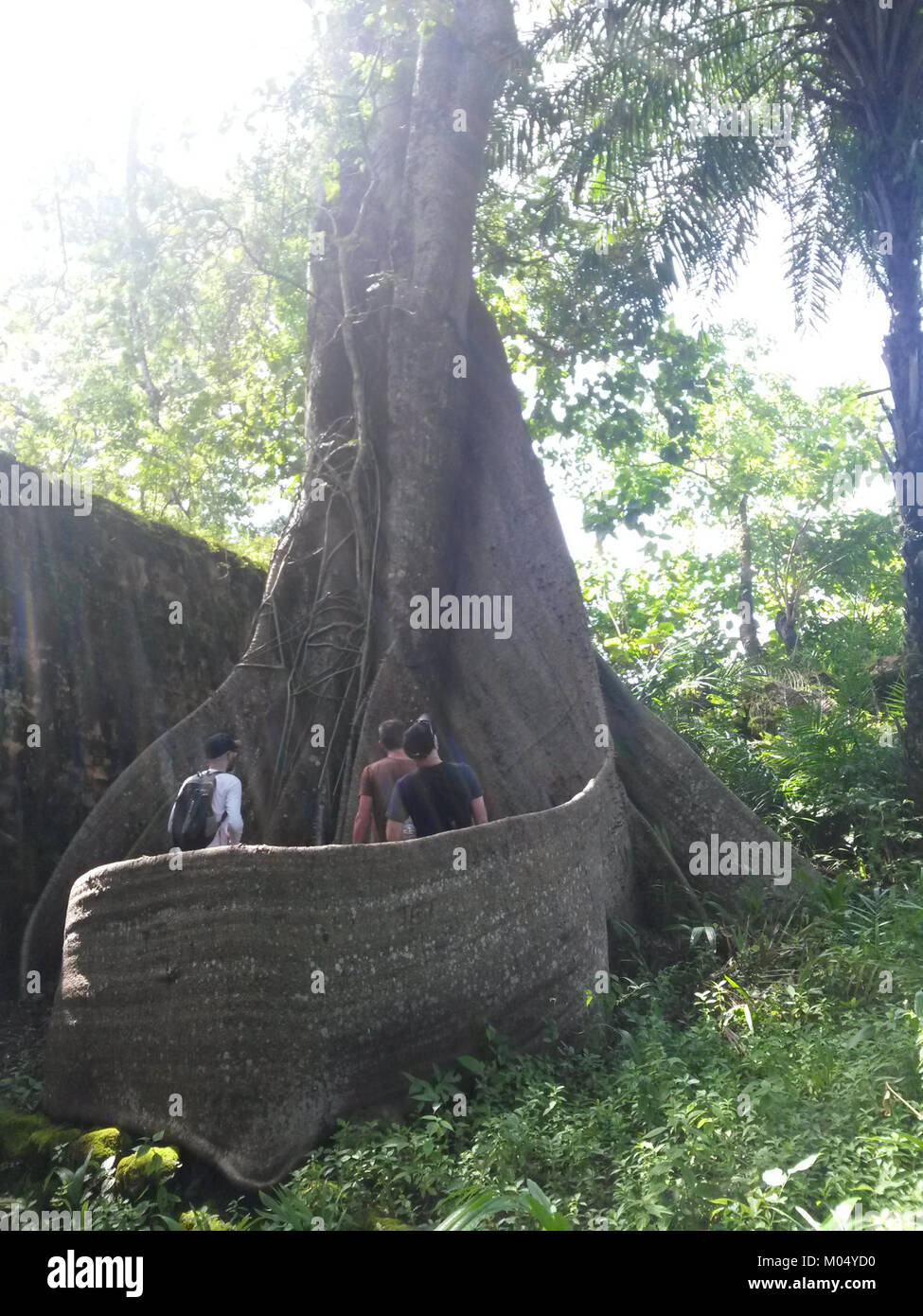 Der Bunce Island Baum bezieht sich auf ein bedeutendes historisches und ökologisches Symbol auf Bunce Island, einem ehemaligen Sklavenhandelsposten. Der Baum ist ein wichtiger Marker für die Geschichte der Region und seine Umweltauswirkungen während des transatlantischen Sklavenhandels. Stockfoto