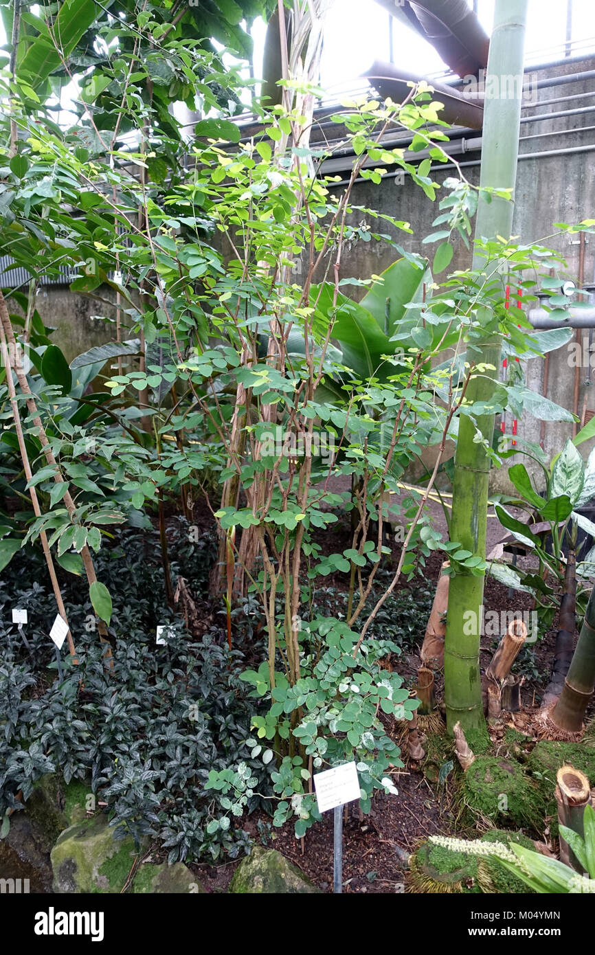 Breynia disticha - Botanischer Garten - Heidelberg, Deutschland - DSC01152 Stockfoto