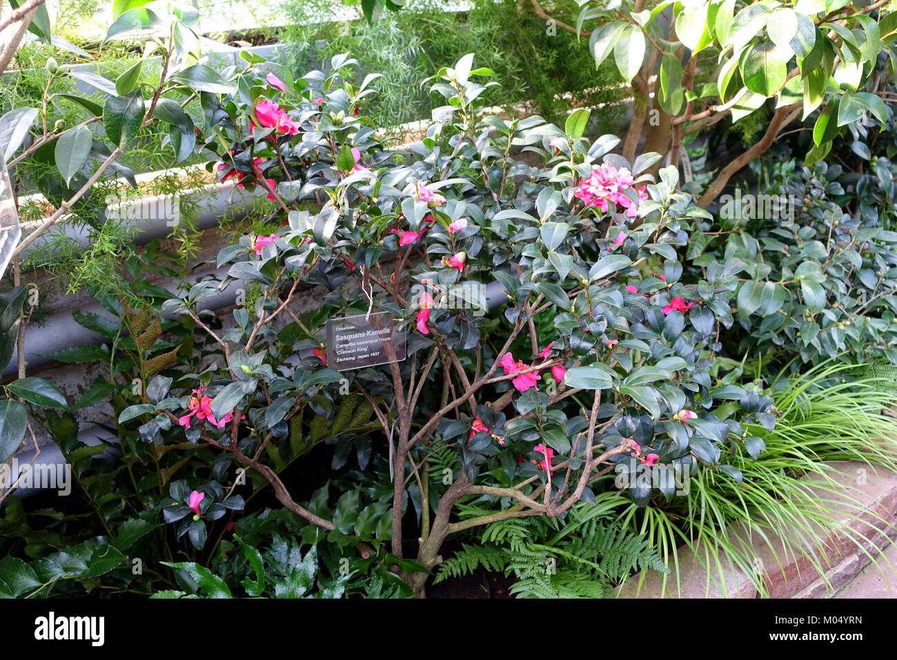 Camellia sasanqua 'Crimson King' - Zoo Wilhelma - Stuttgart, Deutschland - DSC 01887 Stockfoto