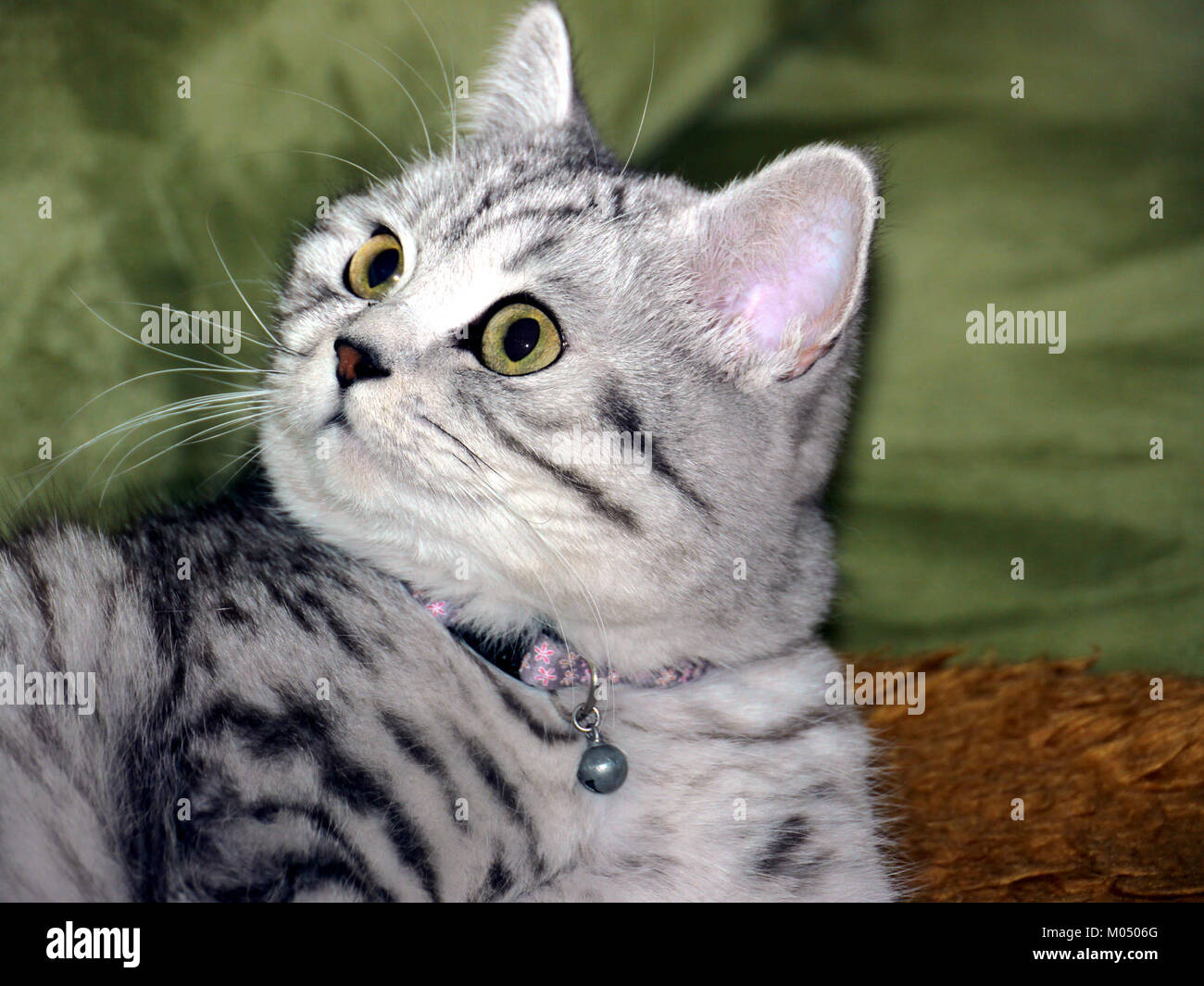 Die britische Kurzhaar-schwarz-silberne Tabby-Makrele ist eine beliebte Rasse, die für ihr markantes Fellmuster und ihren muskulösen Körper bekannt ist. Es ist eine ruhige und liebevolle Katze, ideal für Familien. Stockfoto