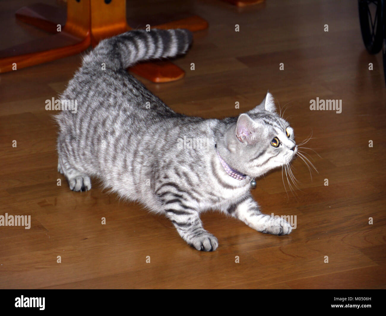 Die britische Kurzhaar-schwarz-silberne Tabbymakrele ist eine beliebte Katzenrasse, die für ihr rundes Gesicht, ihr dichtes Fell und ihr auffälliges Tabbymuster bekannt ist. Die Makrele Tabby hat schmale, parallele Streifen am Körper, die einem Fischskelett ähneln. Stockfoto