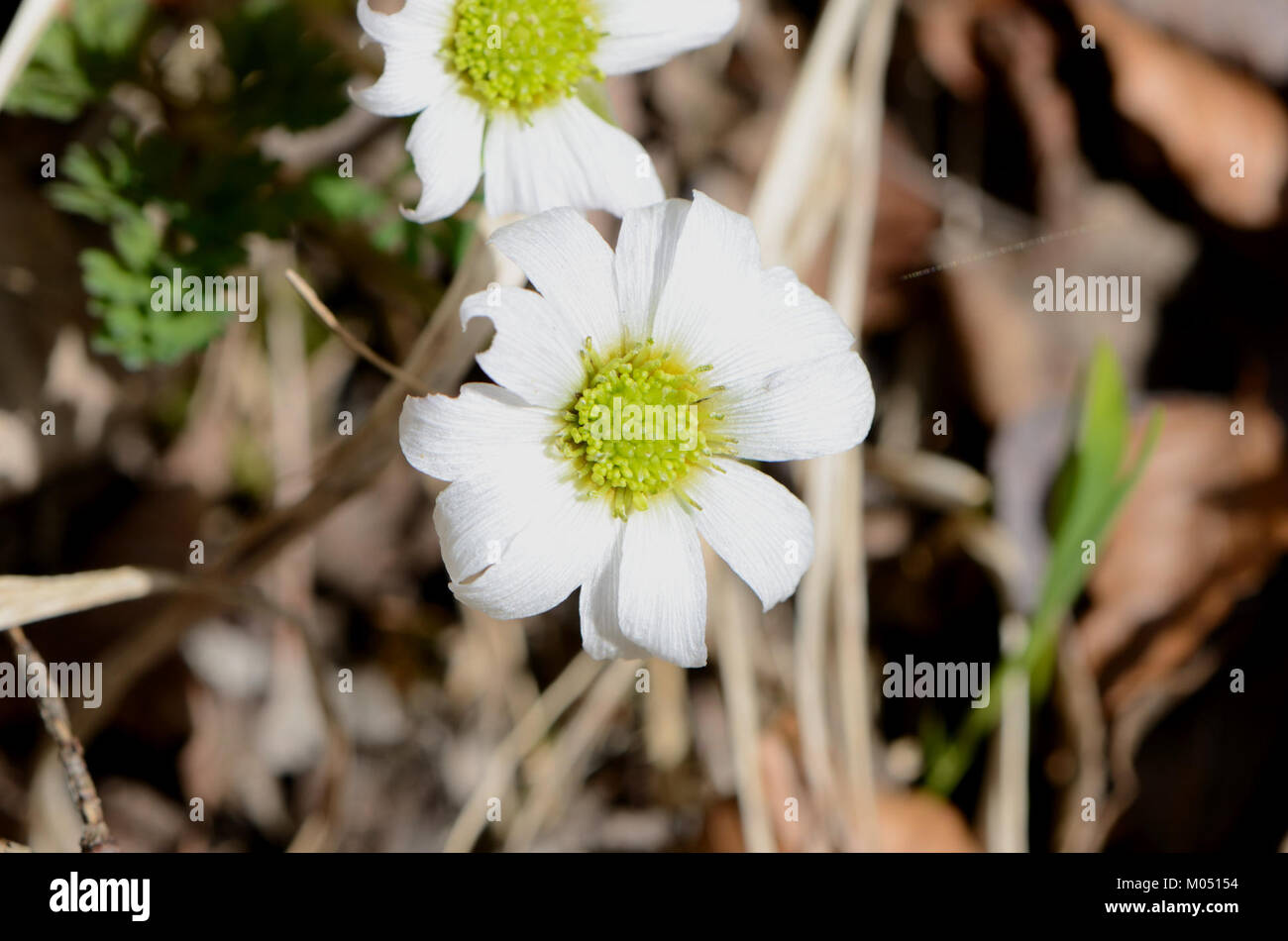 Callianthemum anemonoides, eine blühende Pflanzenart, die in alpinen Regionen beheimatet ist und für ihre zarten Blüten und einzigartigen Wachstumsgewohnheiten bekannt ist. Stockfoto
