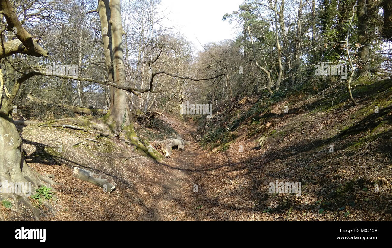 Nördliche Befestigungsmauern von Buckland Rings, einem eisenzeitlichen Hügel in Devon, England, veranschaulichen die Verteidigungsstrukturen. Stockfoto