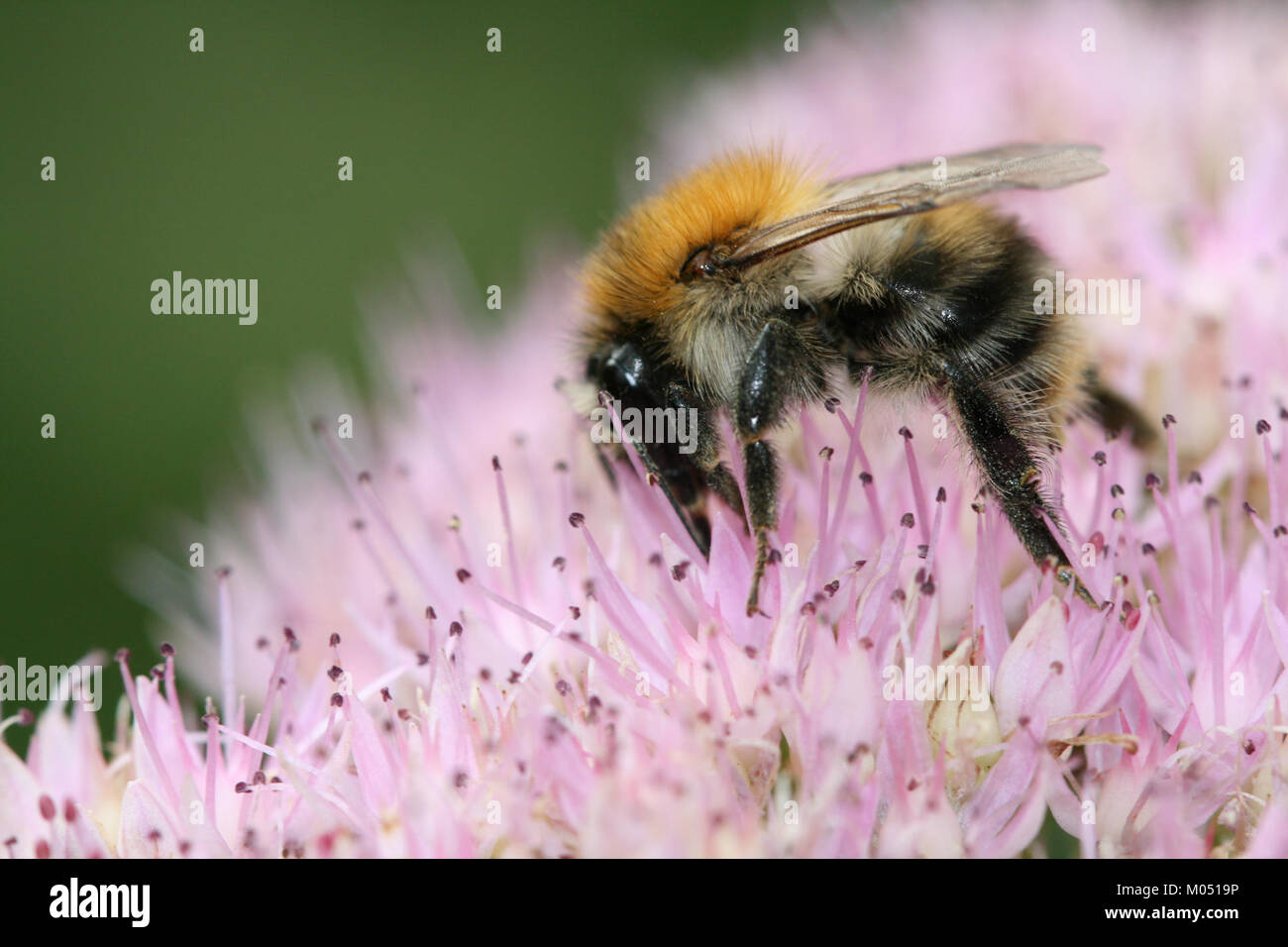 Bumblebee ist eine Figur aus der Transformers-Reihe, die für seine gelben und schwarzen Farbschemata und seine Transformationsfähigkeiten bekannt ist. Er wird oft als treuer und tapferer Autobot dargestellt, der als Begleiter und Beschützer dient. Seine Popularität führte zu verschiedenen Auftritten in Filmen, Fernsehserien und Merchandise. Stockfoto