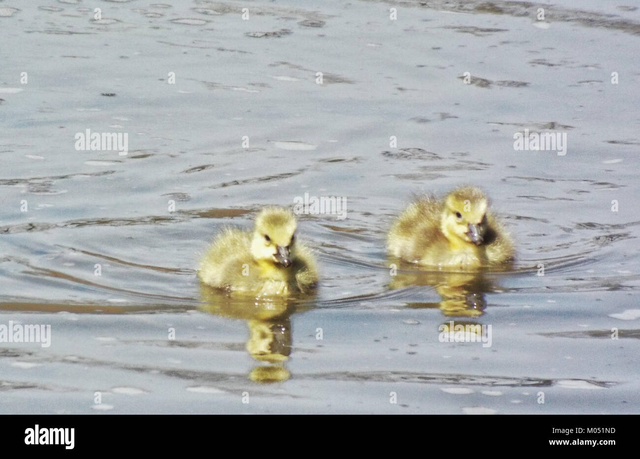 Kanadiengänse werden auf dem Holland River gezeigt, was die frühen Lebensstadien dieser Wasservögel verdeutlicht. Das Bild fängt die Jungvögel in ihrem natürlichen Lebensraum ein und zeigt ihr charakteristisches gelbes Gefieder. Stockfoto
