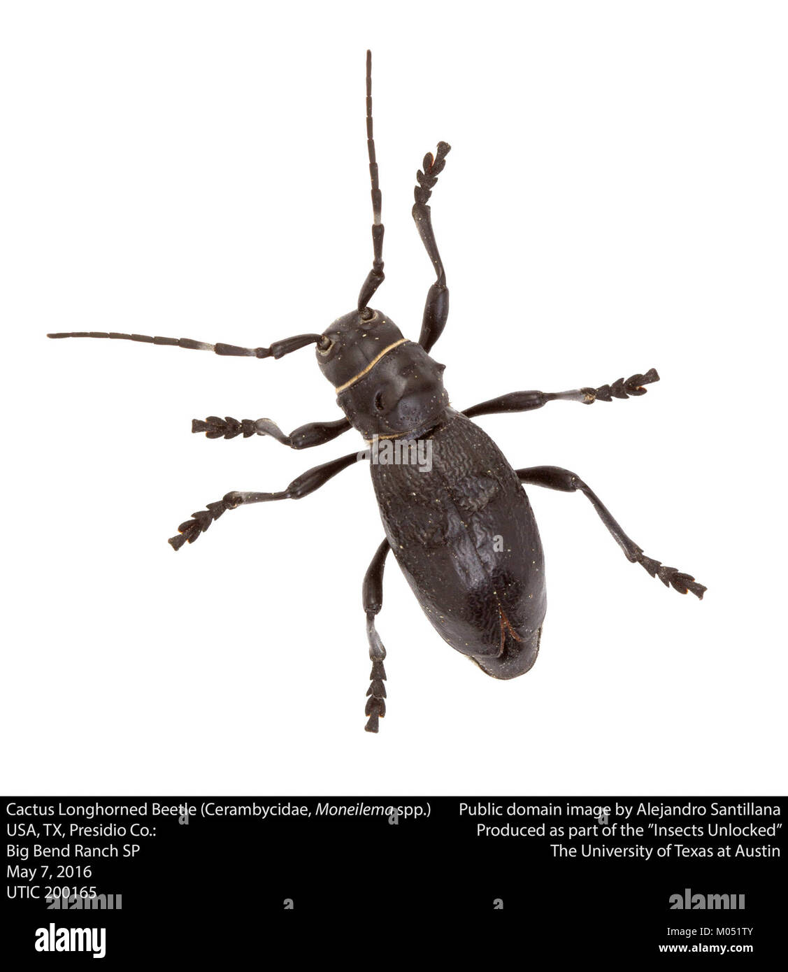 Cactus Longhorned Beetle (Cerambycidae, Moneilema spp.) (26874244131) Stockfoto