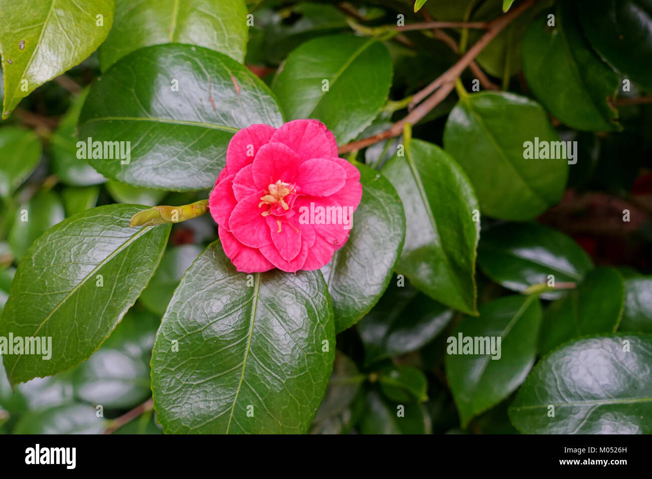Camellia - Trewidden Garten - Cornwall, England - DSC02098 Stockfoto
