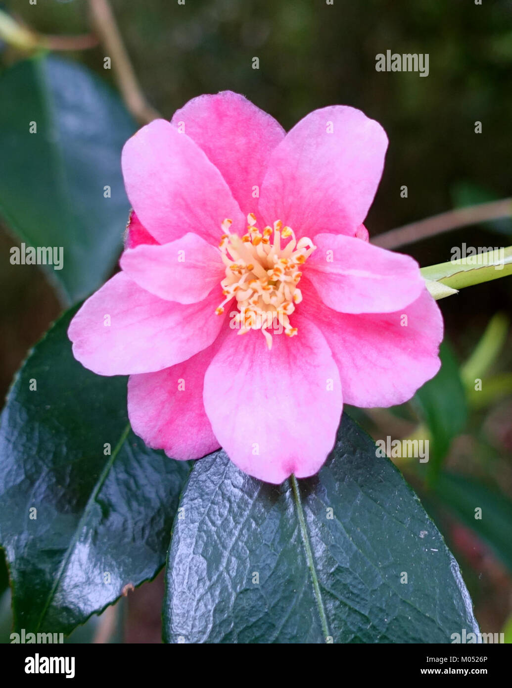 Camellia 'Cornish Frühling' - Trewidden Garten - Cornwall, England - DSC 02275 Stockfoto