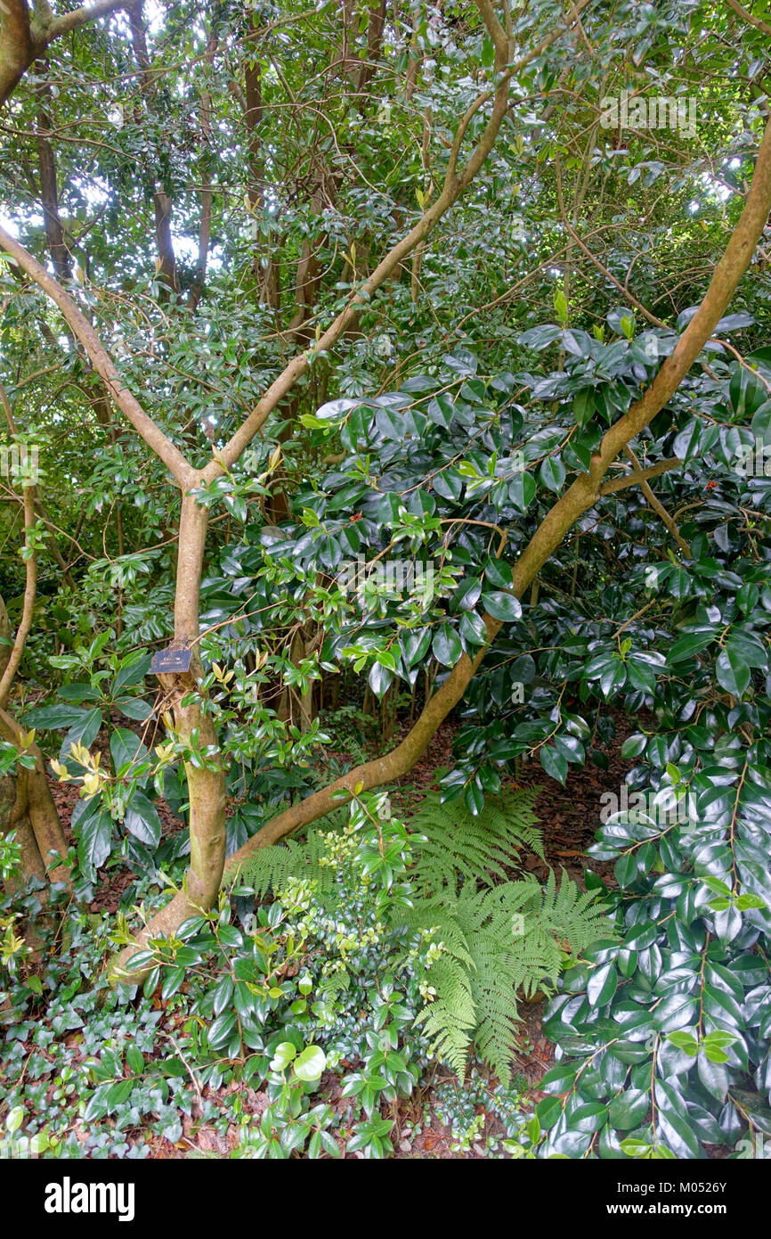 Camellia saluenensis - Trewidden Garten - Cornwall, England - DSC 02372 Stockfoto