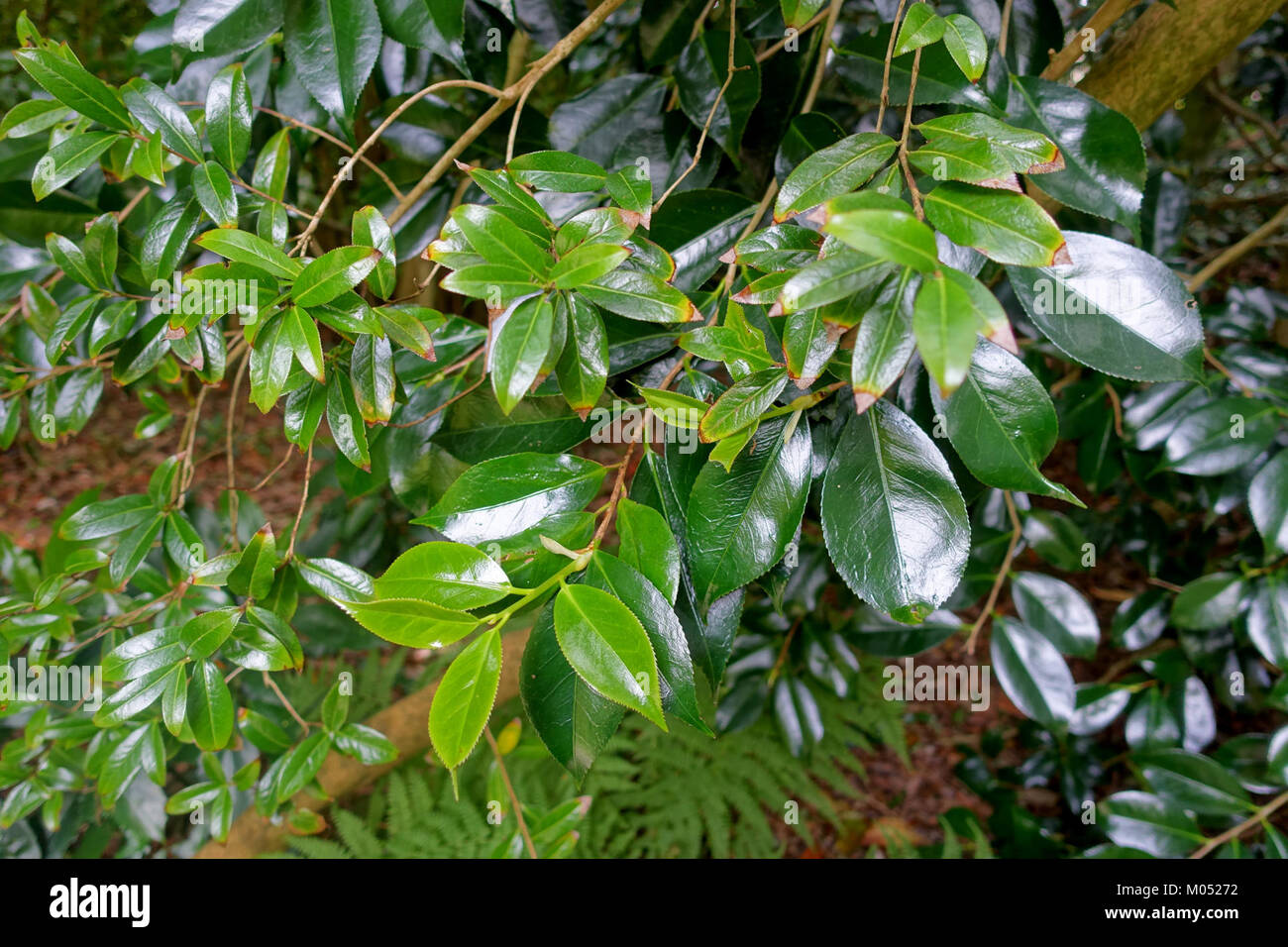 Camellia saluenensis - Trewidden Garten - Cornwall, England - DSC 02374 Stockfoto