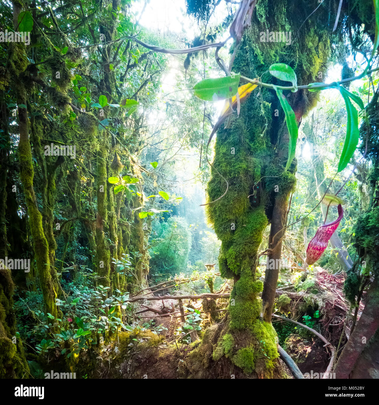 Fantasy mystischen tropischen moosigen Wald mit erstaunlichen Dschungel Vegetation und Nepenthes Krug Blumen, exotische fleischfressende Pflanze wächst unter den flauschigen Moss Stockfoto