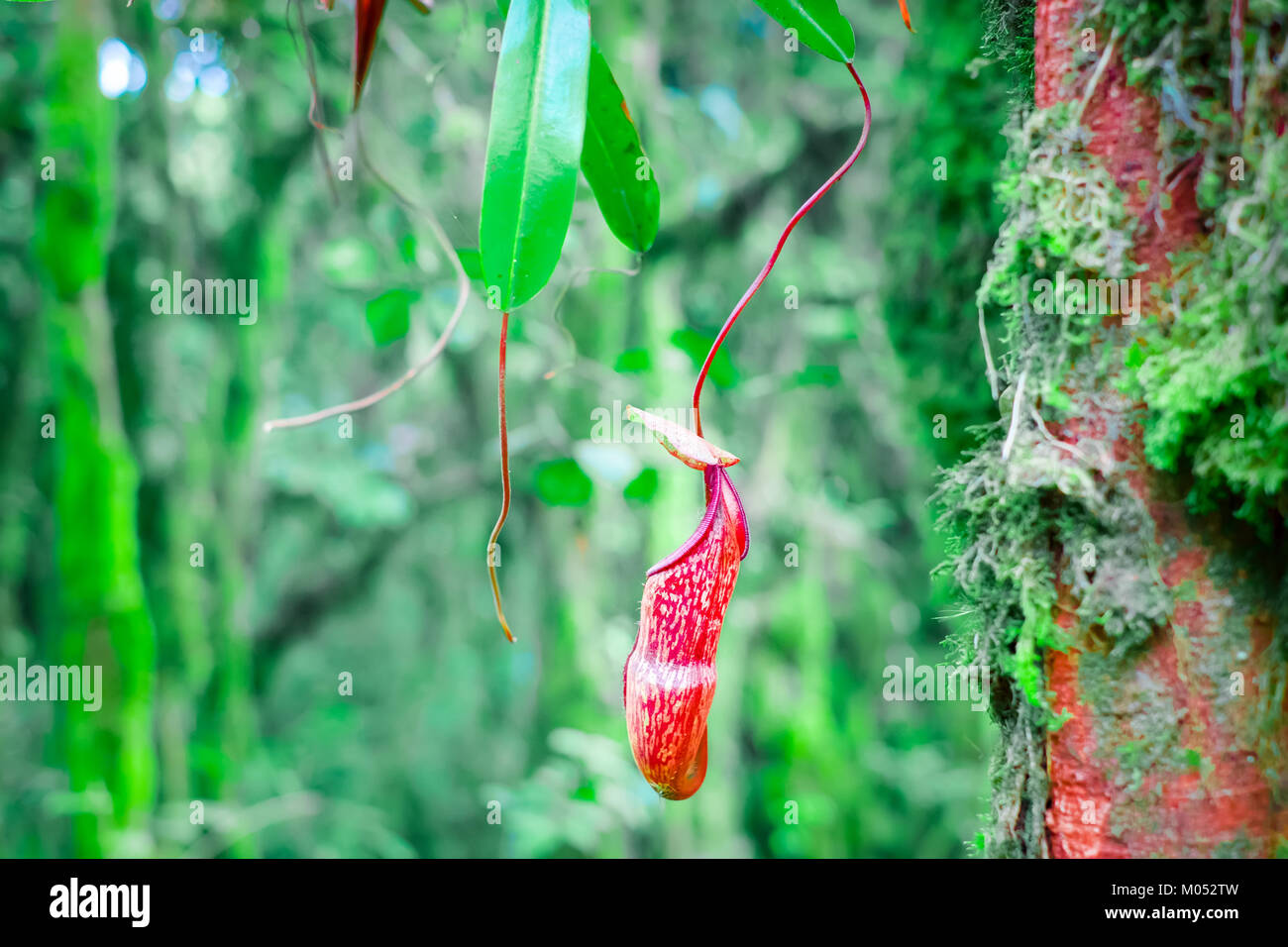 Nepenthes Krug Blumen, exotische fleischfressende Pflanze wächst unter den flauschigen Moos im tropischen Regenwald. Wunderschöne Vegetation im wilden Dschungel Stockfoto