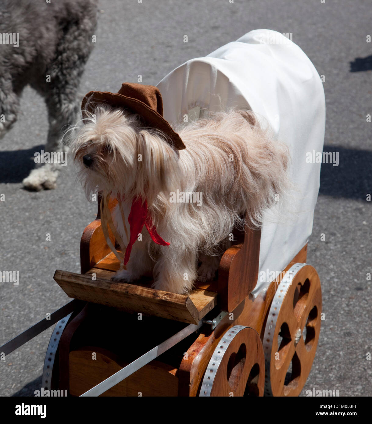 Hund im kleinen Planwagen Stockfoto