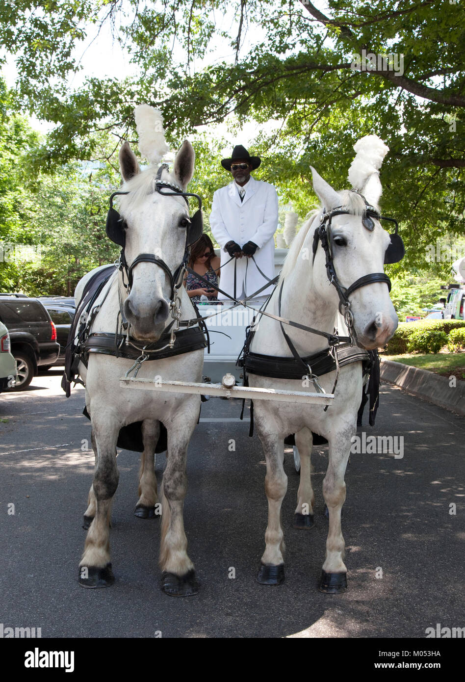 Pferden gezogenen Leichenwagen für Do Dah Tag Stockfoto