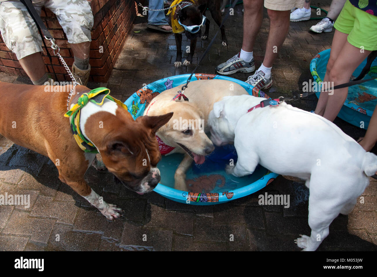 Drei Hunde in einem Pool Stockfoto