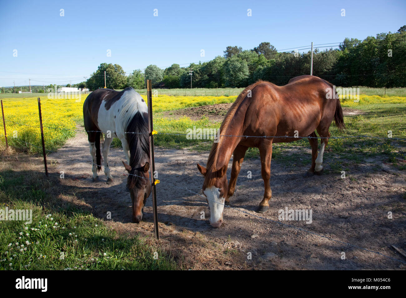 Pferde im ländlichen Alabama Stockfoto